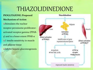 THIAZOLIDINEDIONE
PIOGLITAZONE: Proposed
Mechanism of Action
Stimulates the nuclear
receptor peroxisome proliferator-
activated receptor gamma (PPAR-
γ) and to a lesser extent PPAR-α
↑ insulin sensitivity in muscle
and adipose tissue
Inhibit hepatic gluconeogenesis
 