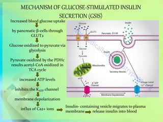MECHANISM OF GLUCOSE-STIMULATED INSULIN
SECRETION (GSIS)
Increased blood glucose uptake
by pancreatic β-cells through
GLUT2
Glucose oxidized to pyruvate via
glycolysis
Pyruvate oxidized by the PDHc
results acetyl-CoA oxidized in
TCA cycle
increased ATP levels
inhibits the KATP channel
membrane depolarization
influx of Ca2+ ions
Insulin- containing vesicle migrates to plasma
membrane release insulin into blood
 