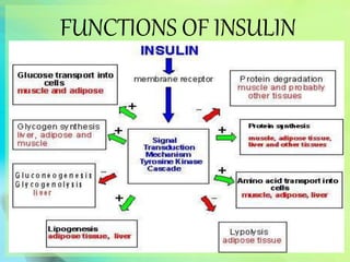 FUNCTIONS OF INSULIN
 