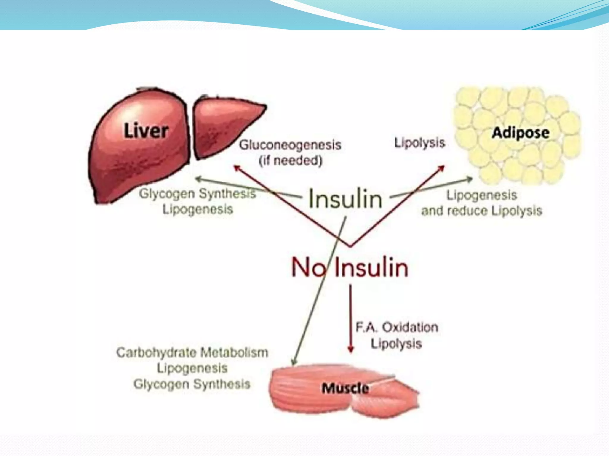 Insulin and Oral Hypoglycemics | PPTX
