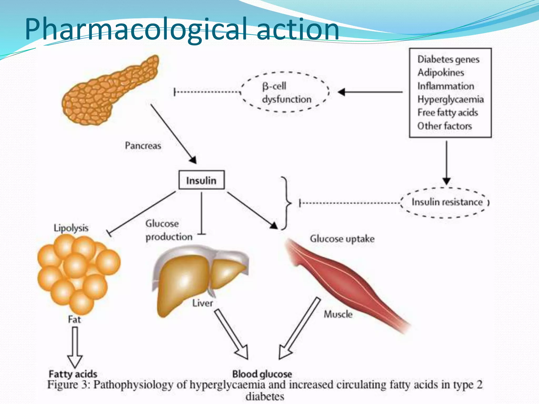 Insulin and Oral Hypoglycemics | PPTX