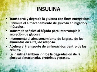 INSULINA
• Transporta y degrada la glucosa con fines energéticos.
• Estimula el almacenamiento de glucosa en hígado y
músculos.
• Transmite señales al hígado para interrumpir la
secreción de glucosa.
• Incrementa el almacenamiento de la grasa de los
alimentos en el tejido adiposo.
• Acelera el transporte de aminoácidos dentro de las
células.
• La insulina también inhibe la degradación de la
glucosa almacenada, proteínas y grasas.
 