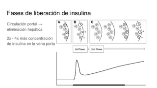 Fases de liberación de insulina
Circulación portal →
eliminación hepática
2x - 4x más concentración
de insulina en la vena porta
 