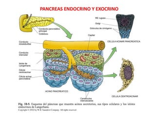 PANCREAS ENDOCRINO Y EXOCRINO
 