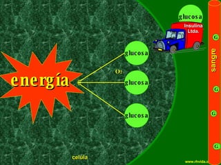 Copyright  © RHVIDA S/C Ltda. www.rhvida.com.br energía sangre G G G G celula glucosa glucosa glucosa O 2 glucosa Insulina Ltda. 
