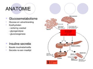 ANATOMIE Glucosemetabolisme Glucose en vetverbranding Koolhydraten - vertering voedsel - glycogenolyse - gluconeogenese Insuline secretie Basale insulinebehoefte Secretie na een maaltijd 