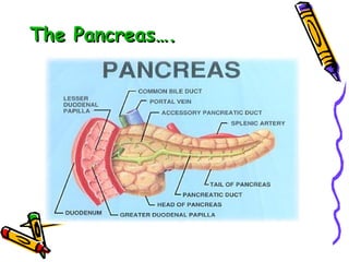 The Pancreas…. 