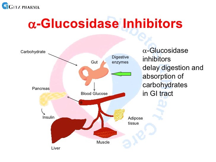 insulin mechanism of action