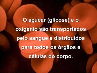 O açúcar (glicose) e o oxigénio são transportados pelo sangue e distribuídos para todos os órgãos e células do corpo.