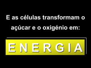 E as células transformam o açúcar e o oxigénio em: E N E R G I A