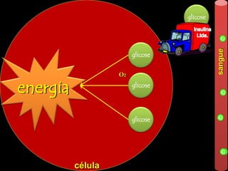 glicoseInsulinaLtda.glicoseO2glicoseglicoseGenergiasangueGGGcélula