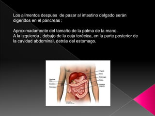 Los alimentos después de pasar al intestino delgado serán
digeridos en el páncreas :
Aproximadamente del tamaño de la palma de la mano.
A la izquierda , debajo de la caja torácica, en la parte posterior de
la cavidad abdominal, detrás del estomago.

 