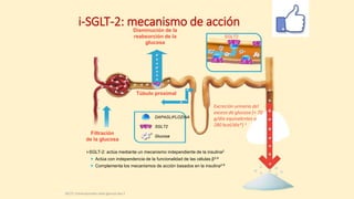 SGLT2
Disminución de la
reabsorción de la
glucosa
Excreción urinaria del
exceso de glucosa (≈ 70
g/día equivalentes a
280 kcal/día*) 1
Túbulo proximal
Filtración
de la glucosa
SGLT2
Glucosa
DAPAGLIFLOZINA
i-SGLT-2: actúa mediante un mecanismo independiente de la insulina2
 Actúa con independencia de la funcionalidad de las células β2-6
 Complementa los mecanismos de acción basados en la insulina2-6
SGLT2: Cotransportador sodio-glucosa tipo 2
i-SGLT-2: mecanismo de acción
 