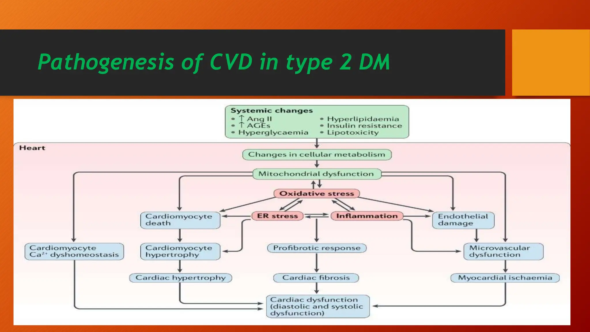 Pathogenesis of CVD in type 2 DM