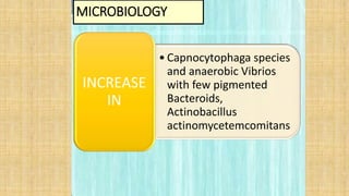 MICROBIOLOGY
• Capnocytophaga species
and anaerobic Vibrios
with few pigmented
Bacteroids,
Actinobacillus
actinomycetemcomitans
INCREASE
IN
 
