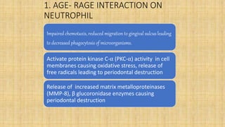 1. AGE- RAGE INTERACTION ON
NEUTROPHIL
Impaired chemotaxis, reduced migration to gingival sulcus leading
to decreased phagocytosis of microorganisms.
Activate protein kinase C-⍺ (PKC-⍺) activity in cell
membranes causing oxidative stress, release of
free radicals leading to periodontal destruction
Release of increased matrix metalloproteinases
(MMP-8), β glucoronidase enzymes causing
periodontal destruction
 