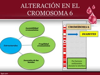 ALTERACIÓN EN EL
                  CROMOSOMA 6

                  Inestabilidad
                                            CROMOSOMA 6
                  cromosómica

                                                            DIABETES


                               Fragilidad
Estructurales                 cromosómica




                Inversión de las               Por factores
                    bandas
                                               ambientales
                                            durante la interface
 