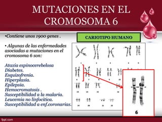 MUTACIONES EN EL
              CROMOSOMA 6
•Contiene unos 1900 genes .         CARIOTIPO HUMANO

• Algunas de las enfermedades
asociadas a mutaciones en el
cromosoma 6 son:

Ataxia espinocerebelosa
Diabetes.
Esquizofrenia.
Hiperplasia.
Epilepsia.
Hemocromatosis .
Susceptibilidad a la malaria.
Leucemia no linfocitica.
Susceptibilidad a enf.coronarias.
 