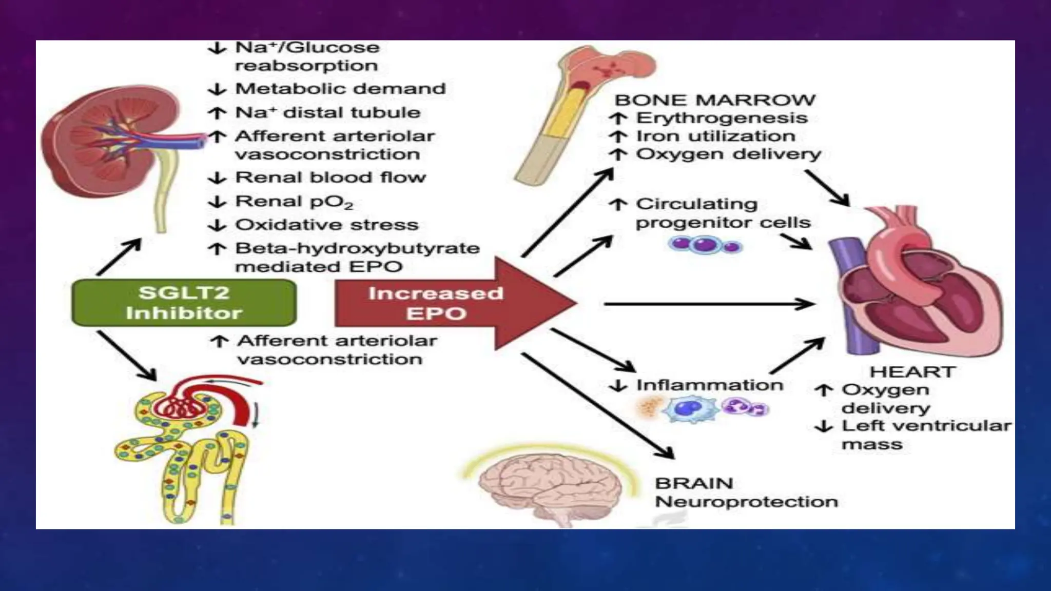Diabetes disease modified drugs. Types and mechanism of action | PPT