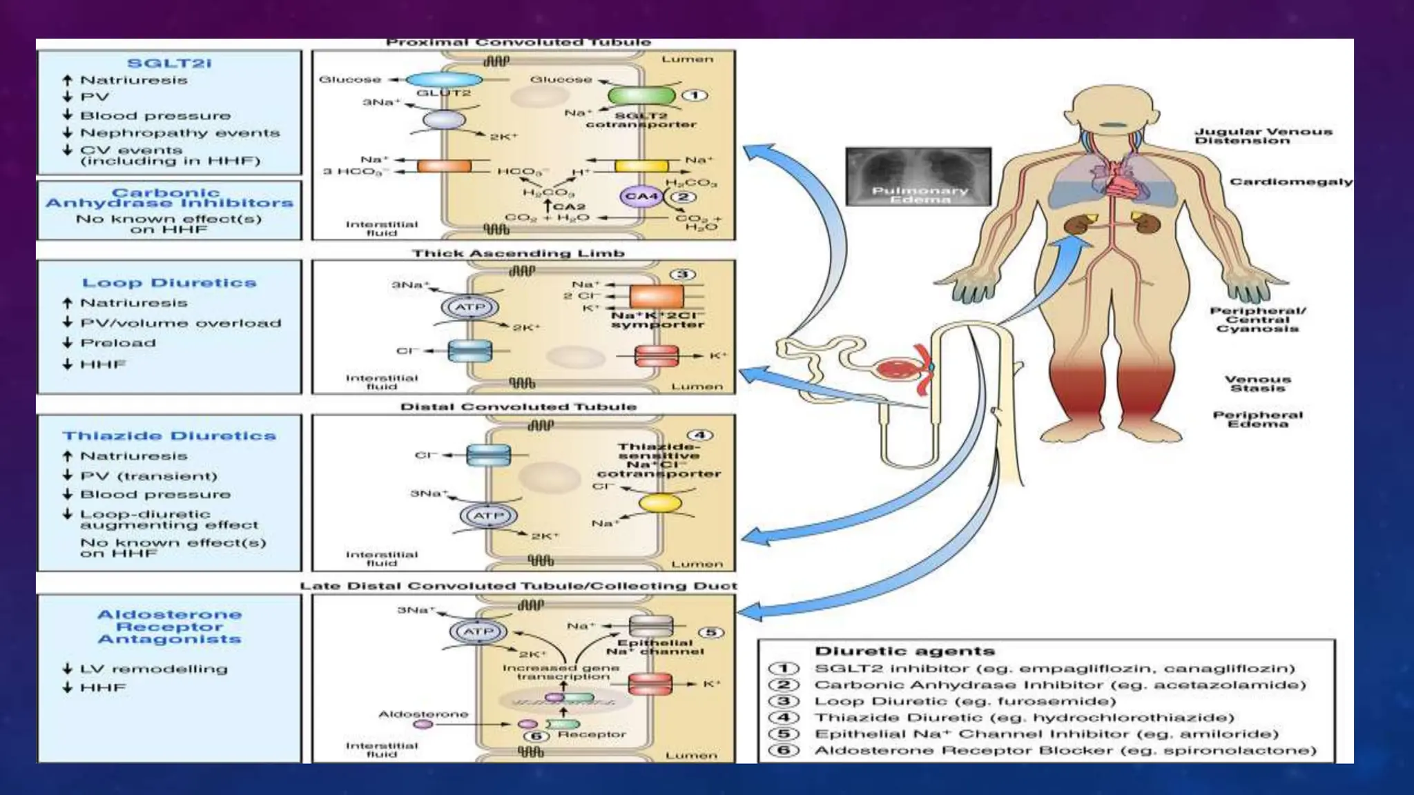 Diabetes disease modified drugs. Types and mechanism of action | PPTX