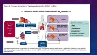 Diabetes disease modified drugs. Types and mechanism of action | PPTX