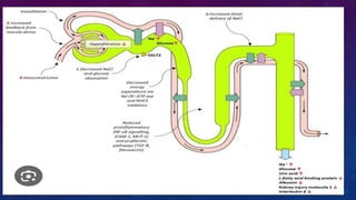 Diabetes disease modified drugs. Types and mechanism of action | PPTX