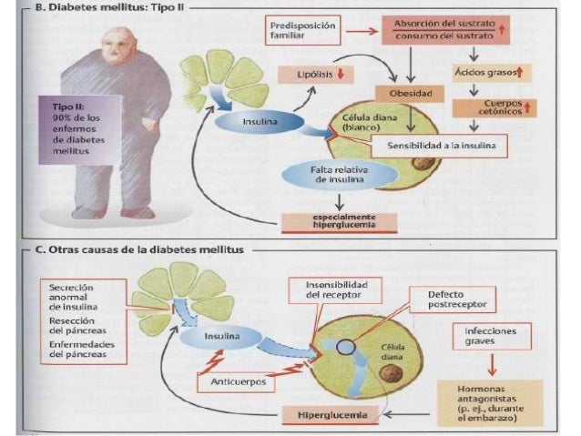 Diabetes fisiopatologia Diabetes fisiopatologia