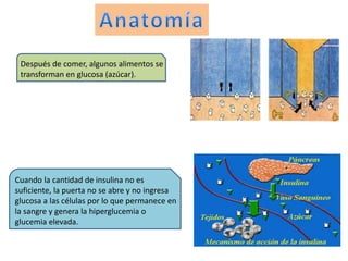 Después de comer, algunos alimentos se 
transforman en glucosa (azúcar). 
Cuando la cantidad de insulina no es 
suficiente, la puerta no se abre y no ingresa 
glucosa a las células por lo que permanece en 
la sangre y genera la hiperglucemia o 
glucemia elevada. 
 
