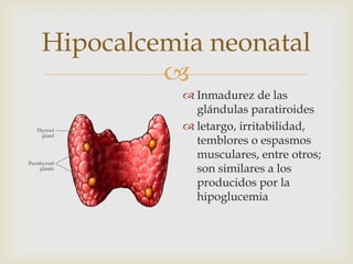 Hipocalcemia neonatal
         
            Inmadurez de las
             glándulas paratiroides
            letargo, irritabilidad,
             temblores o espasmos
             musculares, entre otros;
             son similares a los
             producidos por la
             hipoglucemia
 