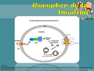 Tomada de:
http://caracasthyroidinstitute.wikispaces.com/Efectos+de+la+Insulina,+Glucag%C3%B3n+y+Adrenalina+sobre+el+metabolismo+en+los+tejidos+adiposo,+musc
ular+y+hep%C3%A1tico
 