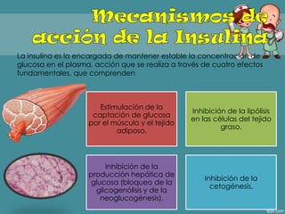 La insulina es la encargada de mantener estable la concentración de
glucosa en el plasma, acción que se realiza a través de cuatro efectos
fundamentales, que comprenden
Estimulación de la
captación de glucosa
por el músculo y el tejido
adiposo.
Inhibición de la lipólisis
en las células del tejido
graso.
Inhibición de la
producción hepática de
glucosa (bloqueo de la
glicogenólisis y de la
neoglucogénesis).
Inhibición de la
cetogénesis.
 