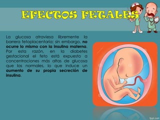La glucosa atraviesa libremente la
barrera fetoplacentaria; sin embargo, no
ocurre lo mismo con la insulina materna.
Por esta razón, en la diabetes
gestacional el feto está expuesto a
concentraciones más altas de glucosa
que las normales, lo que induce un
aumento de su propia secreción de
insulina.
 