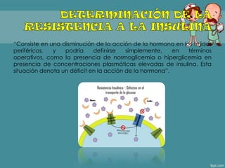 ―Consiste en una disminución de la acción de la hormona en los tejidos
periféricos, y podría definirse simplemente, en términos
operativos, como la presencia de normoglicemia o hiperglicemia en
presencia de concentraciones plasmáticas elevadas de insulina. Esta
situación denota un déficit en la acción de la hormona‖.
 