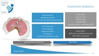 14
medicina
materno
fetal
HNDAC
severidad
la placenta diabetica
estructura y función función
macroscopica:
placenta grande
incremento de ratio feto/placenta
microscopica:
corioangiosis
isquemi/infarto
inmadurez
incremento globulos rojos
largo plazo:
disfuncion endotelio/vascular
HTA, DM y obesidad
corto plazo
macrosomia
DM2 madre
muerte fetal
complicaciones metabolicas RN
 