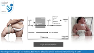 21
medicina
materno
fetal
HNDAC
The Feto-placental Dialogue and Diabesity. Best Practice  Research Clinical Obstetrics and Gynaecology 29 (2015)
deﬁned as diabetes. Any elevation in maternal glucose and/or insulin early in gestation modiﬁes
placental growth and development. These alterations in the placenta may or may not (unclear yet)
imply a change in transplacental glucose transfer, which along with a higher glucose concentration
Fig. 2. The mothereplacentaefetus dialogue. The scheme links early maternal metabolism to neonatal adiposity and obesity risk in
later life. For details, see text.
G. Desoye, M. van Poppel / Best Practice  Research Clinical Obstetrics and Gynaecology 29 (2015) 15e23 19
trigliceridos - leptina
 