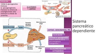 Sistema
pancreático
dependiente
 
