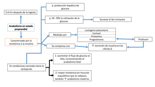 Anabolismo en estado
posprandial
5-6 hrs después de la ingesta
↓ producción hepática de
glucosa
Caracterizado por la
resistencia a la insulina
↓ 50 -70% la utilización de la
glucosa.
Durante el 3er trimestre
Mediado por
Lactogeno placentario
Cortisol
Prolactina
Progesterona Producen
↑ secreción de insulina en las
células β
Se compensa con
En condiciones normales tiene la
ventaja de:
1.-aumentar el flujo de glucosa al
feto, incrementando el
anabolismo fetal
2.-mayor resistencia en musculo
esquelético que en adiposo,
también ↑ anabolismo materno.
 