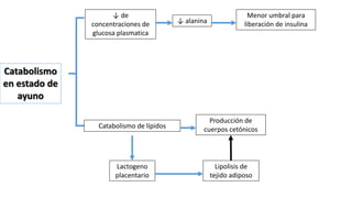 Catabolismo
en estado de
ayuno
↓ de
concentraciones de
glucosa plasmatica
Catabolismo de lípidos
↓ alanina
Menor umbral para
liberación de insulina
Producción de
cuerpos cetónicos
Lactogeno
placentario
Lipolisis de
tejido adiposo
 