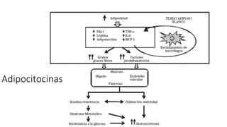 Adipocitocinas
 