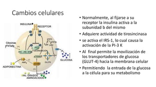 Cambios celulares
• Normalmente, al fijarse a su
receptor la insulina activa a la
subunidad b del mismo
• Adquiere actividad de tirosincinasa
• se activa el IRS-1, lo cual causa la
activación de la PI-3 K
• Al final permite la movilización de
los transportadores de glucosa
(GLUT-4) hacia la membrana celular
• Permitiendo la entrada de la glucosa
a la célula para su metabolismo
 