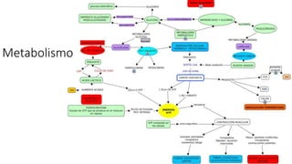 Metabolismo
 