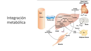 Integración
metabólica
 