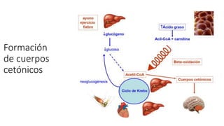Formación
de cuerpos
cetónicos
 