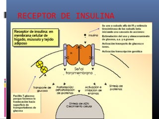 RECEPTOR DE INSULINA
 