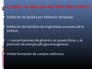 ACCIONES DE INSULINA METABOLISMO LIPÍDICO
 Inhibición de lipólisis por inhibición de lipasas.
 Inhibición de hidrólisis de triglicéridos aumento de la
síntesis.
 ↓ concentraciones de glicerol y ác grasos libres, y la
provisión de energía p/la gluconeogénesis.
 Inhibe formación de cuerpos cetónicos.
 