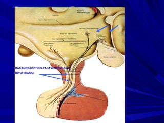 HAS SUPRAÓPTICO-PARAVENTRICULAR  HIPOFISIARIO 