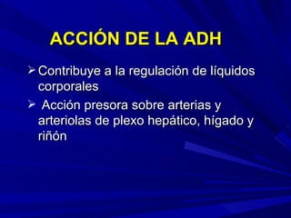 ACCIÓN DE LA ADH Contribuye a la regulación de líquidos corporales Acción presora sobre arterias y arteriolas de plexo hepático, hígado y riñón 