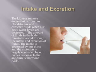 Intake and ExcretionThe kidneys remove excess fluids from our bloodstream, and conserve fluids when our body water levels are decreased.   The amount of fluids in the body remain balanced through the intake and excretion of fluids. The intake is governed by our thirst and the excretion is largely controlled by our bodies response to the antidiuretic hormone ADH. 