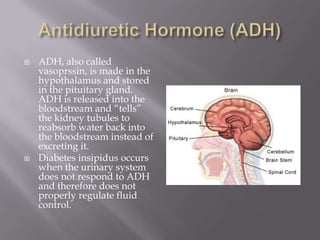Antidiuretic Hormone (ADH)ADH, also called vasoprssin, is made in the hypothalamus and stored in the pituitary gland. ADH is released into the bloodstream and “tells”  the kidney tubules to reabsorb water back into the bloodstream instead of excreting it. Diabetes insipidus occurs when the urinary system does not respond to ADH and therefore does not properly regulate fluid control.
