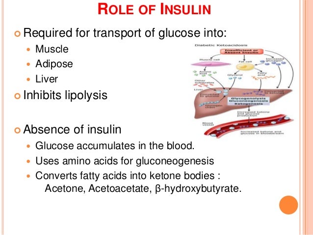ketoacidosis in dogs ketone breath in dogs all about ketogenic diet ketoacidosis in dogs ketone breath in dogs all about ketogenic diet